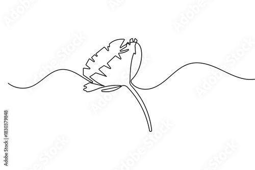 Minimalist poppy flower continuous one line drawing isolate outline vector illustration design
