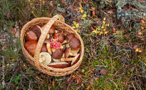 Wicker basket filled with wild edible mushrooms in forest