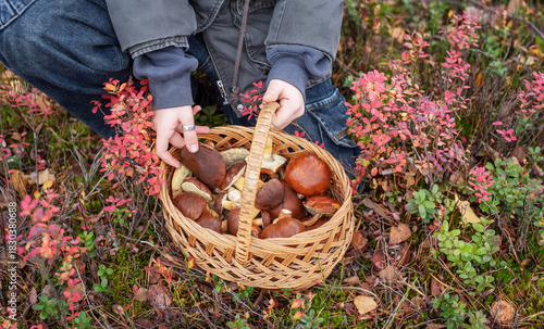 Person holding full basket of wild mushrooms in autumn forest