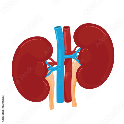 Human Kidneys Anatomy Vector Illustration. Cartoon renal system internal organs with arteries and veins isolated on white
