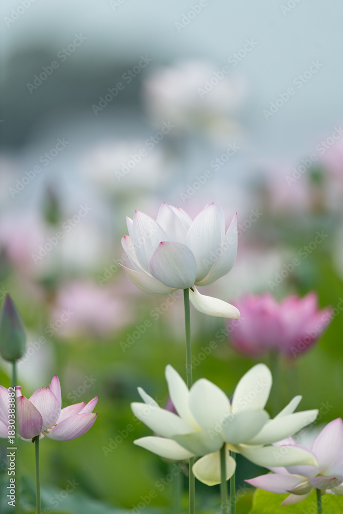 Obraz premium 美しい蓮の花 
