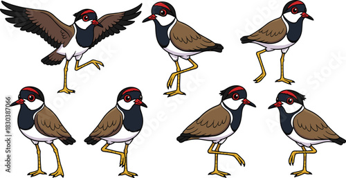 Collection of masked lapwing birds in various poses isolated on white background cute vector illustration of a plover bird in different actions and positions