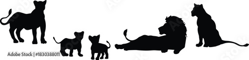 Vector silhouette collection of a wild lion family with male female and cubs isolated on white background for nature design