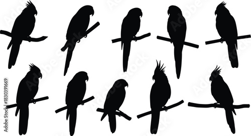 Parrot silhouettes, tropical bird illustration, exotic parrot artwork, perched parrots, aviary design, bird collection, wildlife silhouettes, exotic animals, parrot artwork, silhouette art
