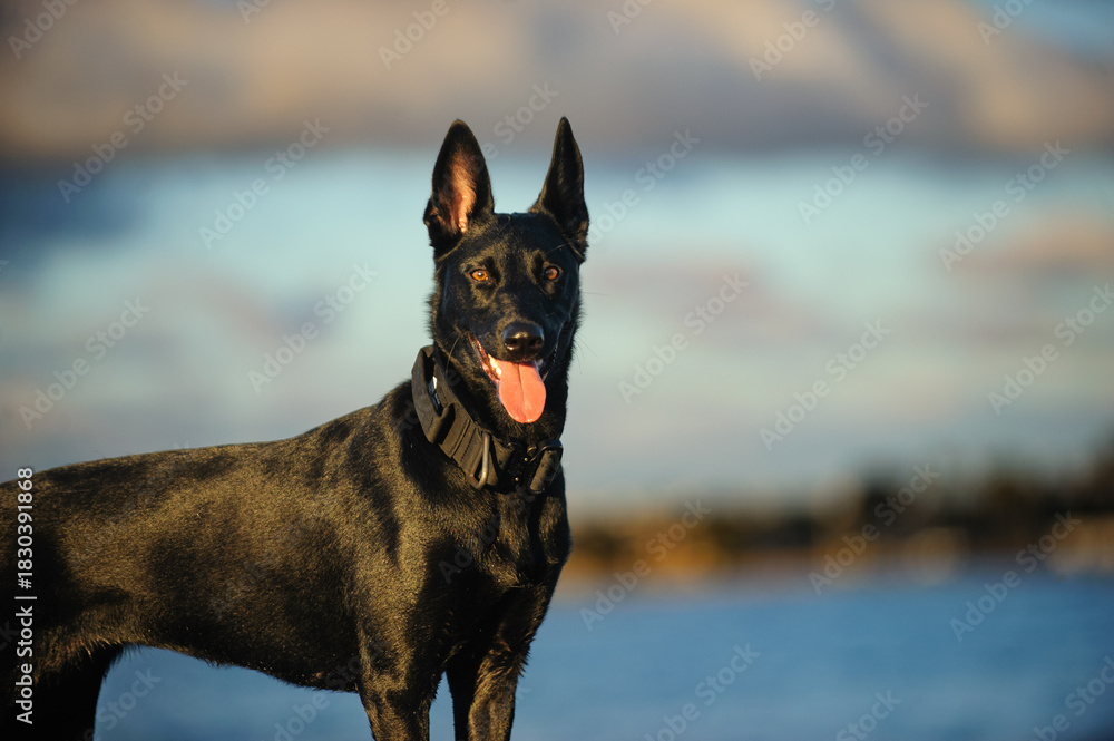 Φωτογραφία Black Belgian Malinois dog standing at beach with blue water