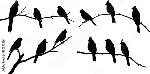 Silhouette of birds perched on tree branches, peaceful nature wildlife scene, black and white avian illustration for design and art.