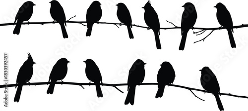 Silhouette of birds sitting on branches, wildlife nature illustration, peaceful avian scene, perched sparrows, artistic black and white design.