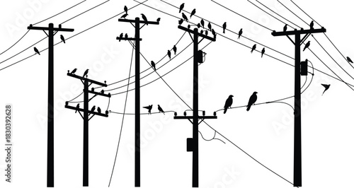 Silhouette of birds sitting on electric power lines and utility poles against clear sky, peaceful evening nature, minimalist black and white scene