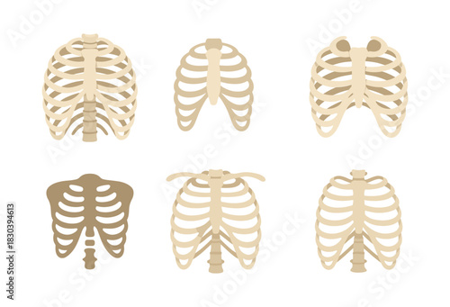 Rib cage anatomy collection, flat vector illustration, skeletal structure design