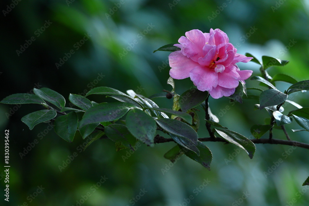 Obraz premium 寒さの中で咲き誇る