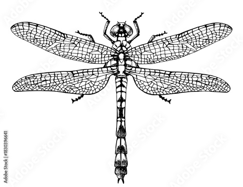 Dragonfly top view vector illustration
