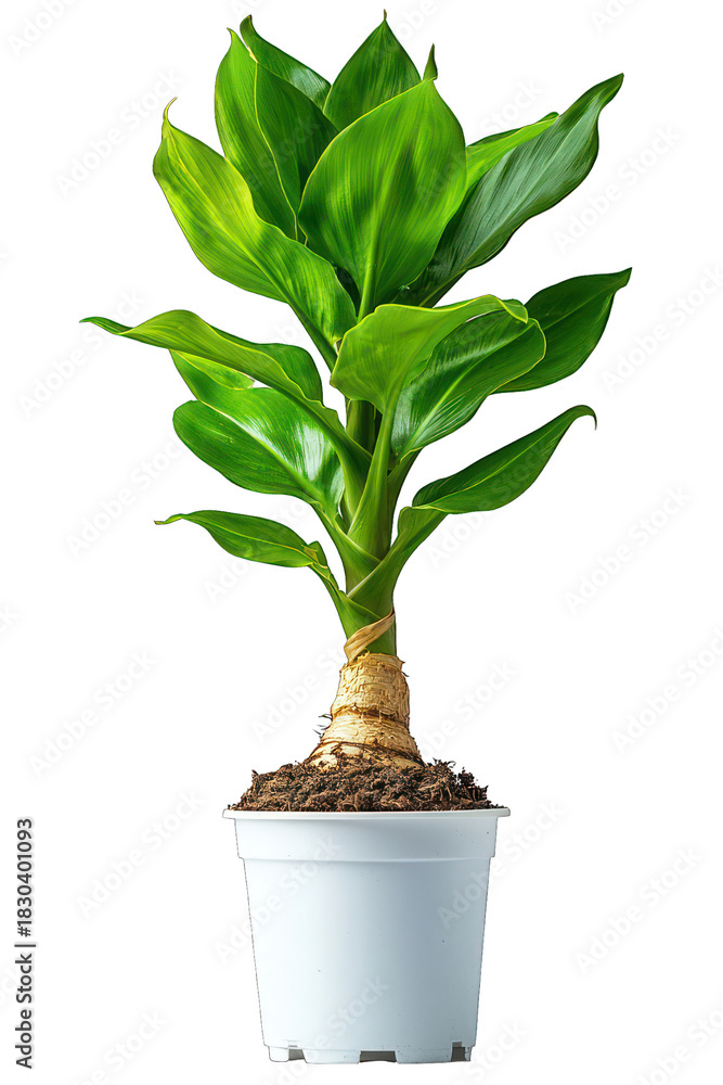 Fototapeta premium Lush green plant with broad leaves in a white pot, isolated on a black background