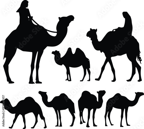 Vector collection of black silhouettes featuring camel riders and various standing camels isolated on white background for desert design