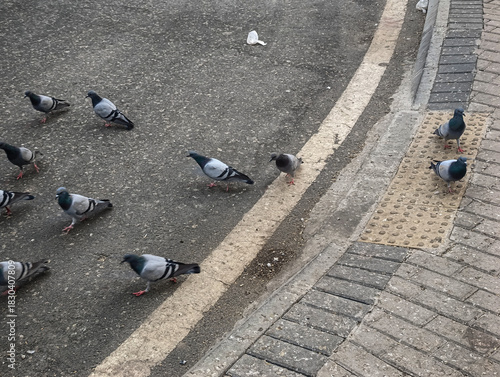 Flock of pigeons peacefully gathering on ground
