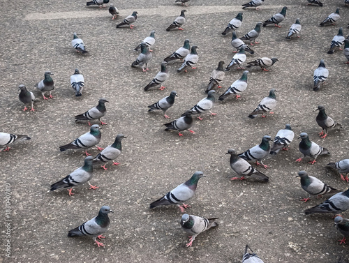 Flock of pigeons peacefully gathering on ground