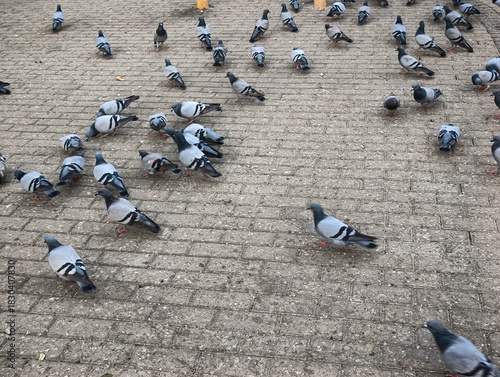 Flock of pigeons peacefully gathering on ground