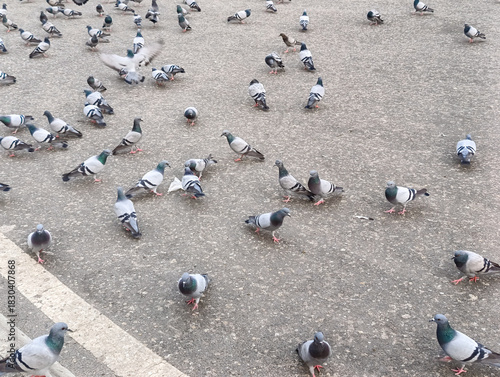 Flock of pigeons peacefully gathering on ground