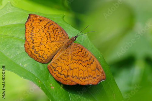 Common Castor Butterfly standing on a leaf, Thailand