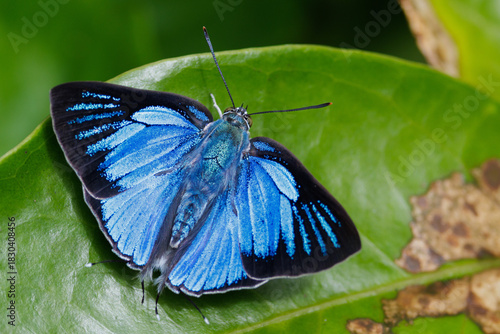 The Silver Royal butterfly standing on a leaf