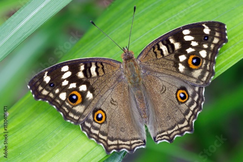 The Lemon Pansy butterfly standing on a leaf.