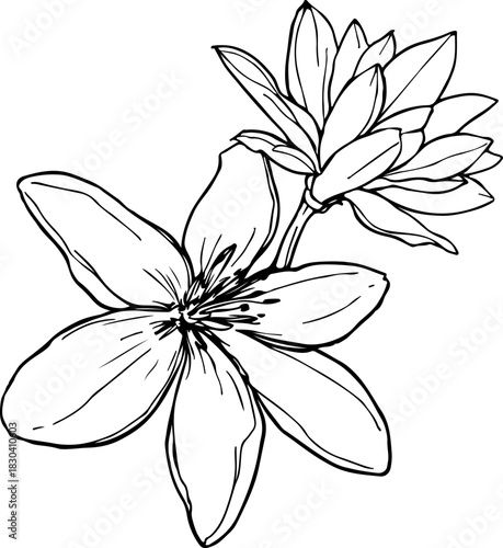 Flower Sketch Line Art Drawing. Hand Drawn Linear Floral Plant Vector Illustration. Outline Contour Graphic Simple Flower Art Drawing. Botanical Doodle Brush Stroke Design