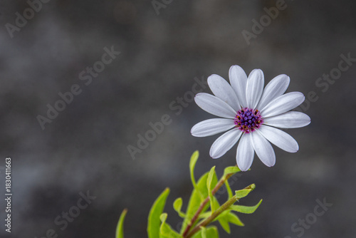White Daisy Flower With Purple Center Against a Soft Dark Background