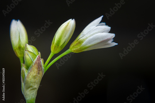 Close-up of soft white flower buds and opening petals