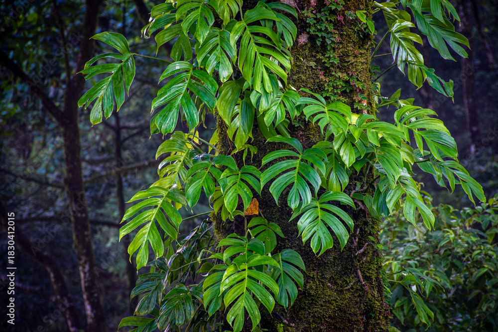 Fototapeta premium Vines Climbing a Mossy Tree Trunk With Rich Green Leaves
