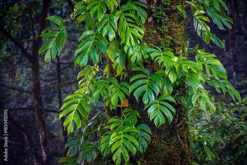 Vines Climbing a Mossy Tree Trunk With Rich Green Leaves