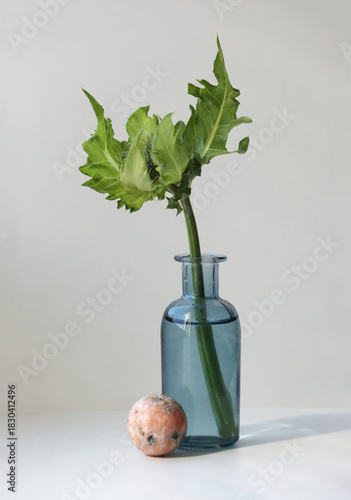 Minimalist still life with Cabbage Thistle flower in the color glass vintage vase and small ball of Pink Calcite against  high key background. 