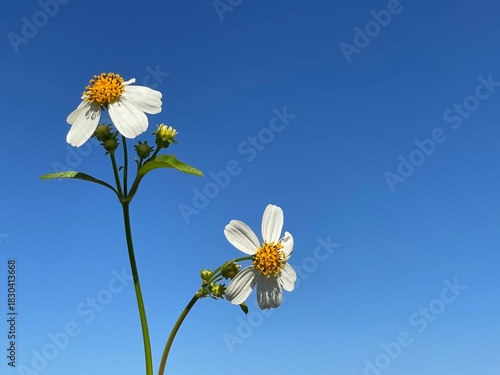 white small flower isolated with blue sky in summer
