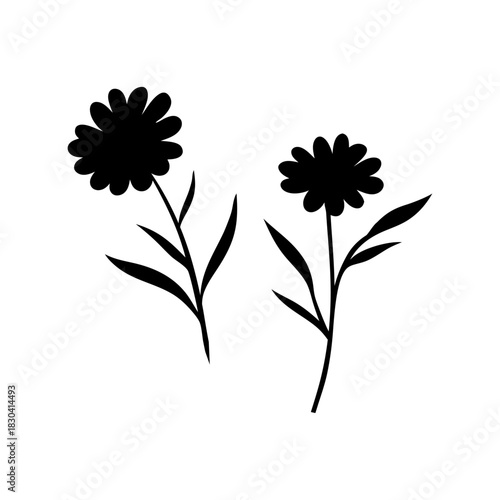 Collection, Elegant, Flower Hand Drawn Daisy Botanical Black color, vector