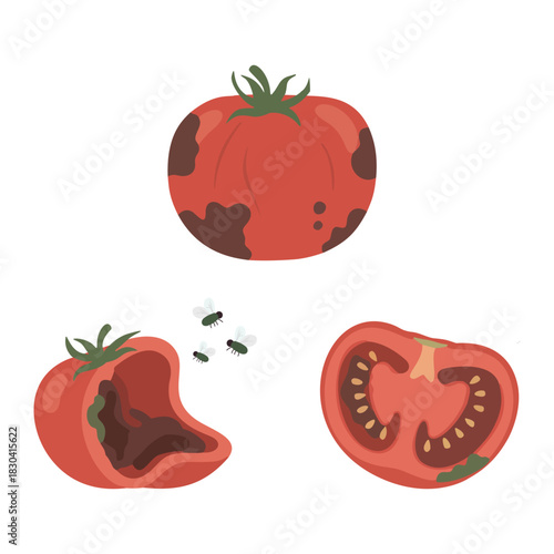 Flat vector illustration of a rotten tomato with dark spots and bruised skin.