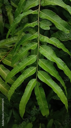Tropical Fern Leaves Close-Up in Lush Green Rainforest