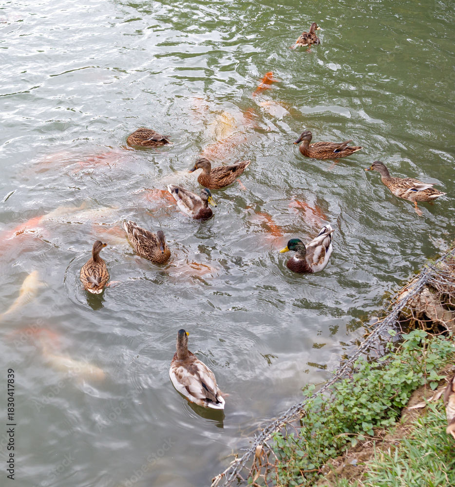 Obraz premium A group of ducks are swimming in a pond