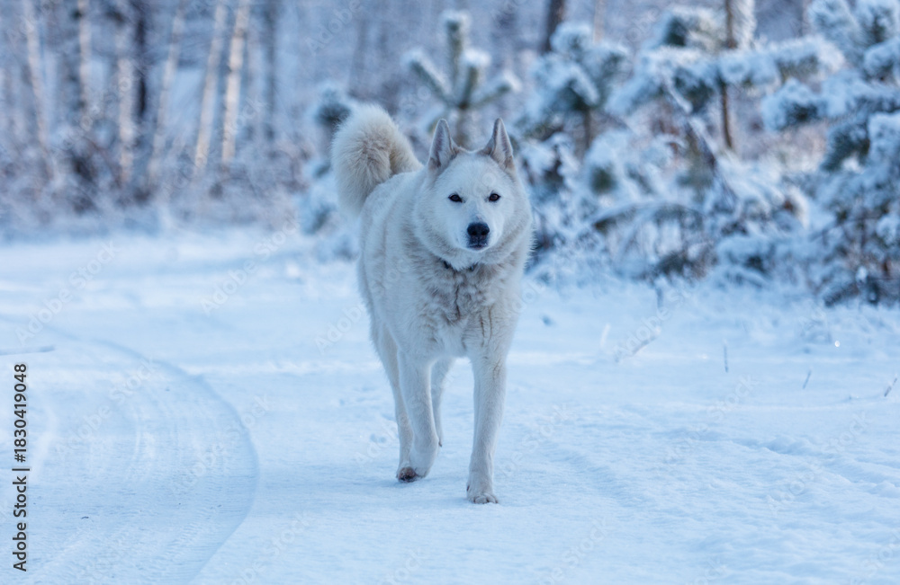 Obraz premium A white dog is walking on a snowy road