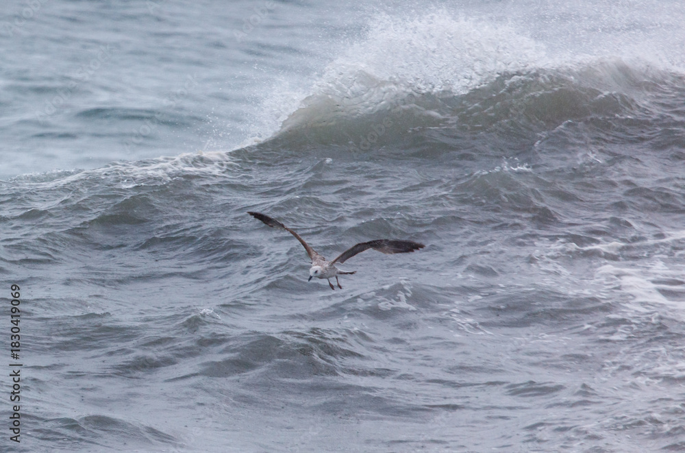 Fototapeta premium A bird is flying over the ocean