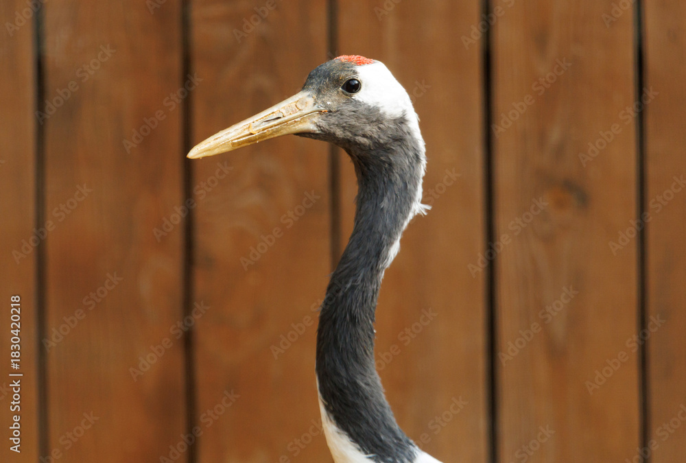 Naklejka premium A bird with a red beak and black and white feathers