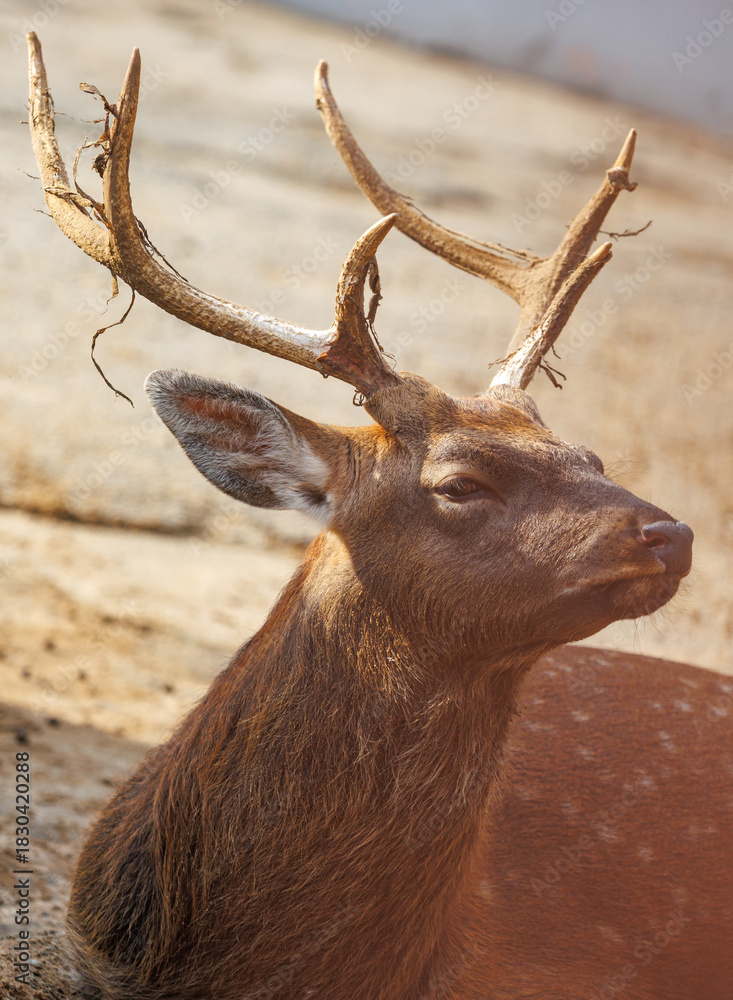 Obraz premium A deer with antlers is laying down on the ground