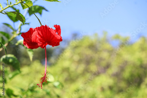Close-up of a red hibiscus with blue sky — vivid color, natural elegance, and dreamy background make this image ideal for backgrounds, cards, or travel inspiration.