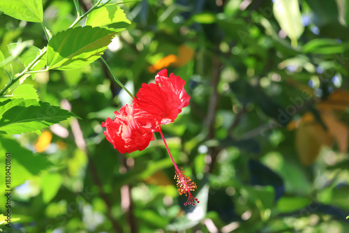 Close-up of a red hibiscus with golden hour glow — vivid color, intricate detail, and dreamy background make this image ideal for backgrounds, cards, or floral inspiration.