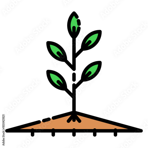 Seedling On Soil