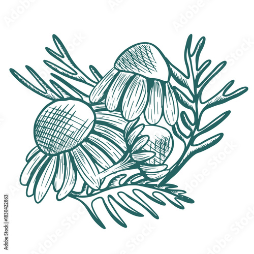 A hand-drawn botanical illustration of chamomile flowers and leaves in a vintage engraving style. This detailed herbal sketch is perfect for packaging, labels, natural products, and botanical design.