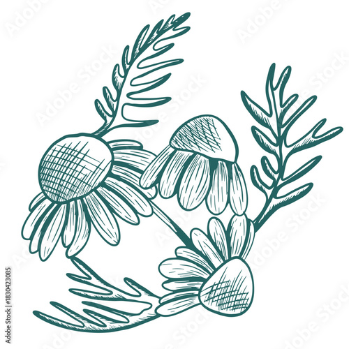 A hand-drawn botanical illustration of chamomile flowers and leaves on a stem in a vintage engraving style. A detailed herbal sketch, perfect for packaging and botanical design.