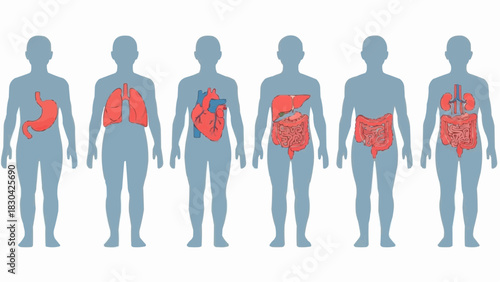 Anatomical Blueprints An Illustrated Guide to the Human Body's Vital Organs in Silhouette, Showcasing the Stomach, Lungs, Heart, Liver, and Intestines