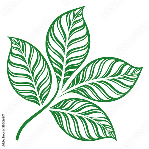 Illustration of a five lobed green leaf with wavy venation