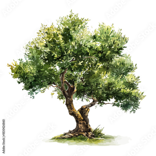 Artistic isometric watercolor image of Olive Tree, isolated on a white surface.