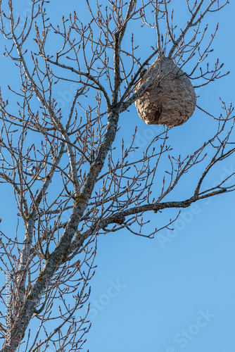 Asian hornet or wasp nest hanging from a poplar branch. Vespa velutina. Bernesga River, León, Spain.
