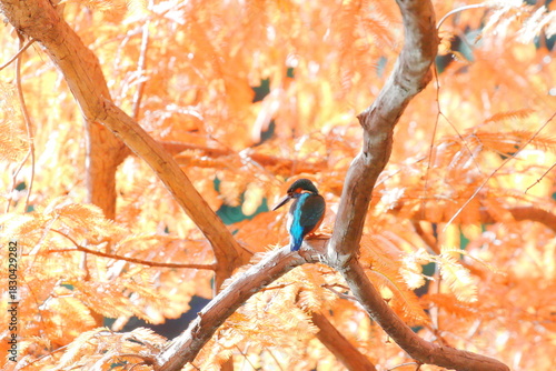 メタセコイアの紅葉とカワセミ