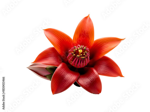 Exquisite vibrant red Kapok tree flower, featuring detailed petals and stamen, isolated on a clear blank white background. A striking botanical element for diverse floral designs
